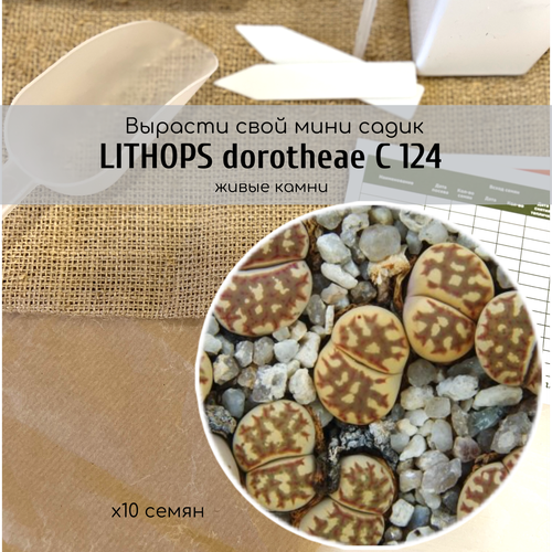  330   Lithops dorotheae C124  /    