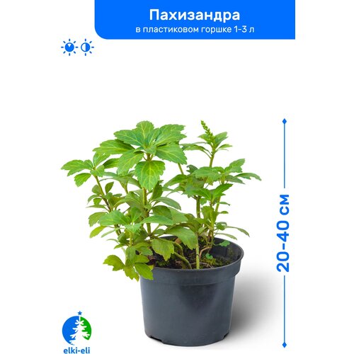 купить 1195р Пахизандра 20-40 см в пластиковом горшке 1-3 л, саженец, лиственное живое растение