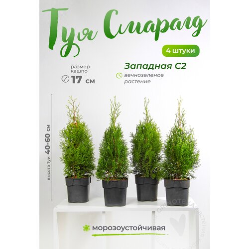 купить 5200р Туя западная Смарагд C2 комплект из 4х саженцев живое растение для дачи, высота 40-60 см, диаметр горшка 17 см