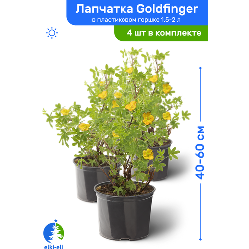 купить 5628р Лапчатка Goldfinger (Голдфингер) 40-60 см в пластиковом горшке 1,5-2 л, саженец, лиственное живое растение, комплект из 4 шт