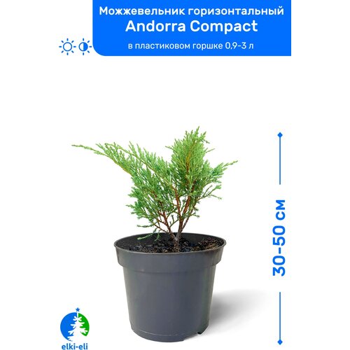 купить 2150р Можжевельник горизонтальный Andorra Compact (Андорра Компакт) 30-50 см в пластиковом горшке 0,9-3 л, саженец, хвойное живое растение