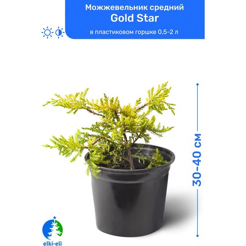 купить 1595р Можжевельник средний Gold Star (Голд Стар) 30-40 см в пластиковом горшке 0,5-2 л, саженец, хвойное живое растение