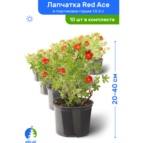 купить 9718р Лапчатка Red Ace (Рэд Айс) 20-40 см в пластиковом горшке 1,5-2 л, саженец, лиственное живое растение, комплект из 10 шт