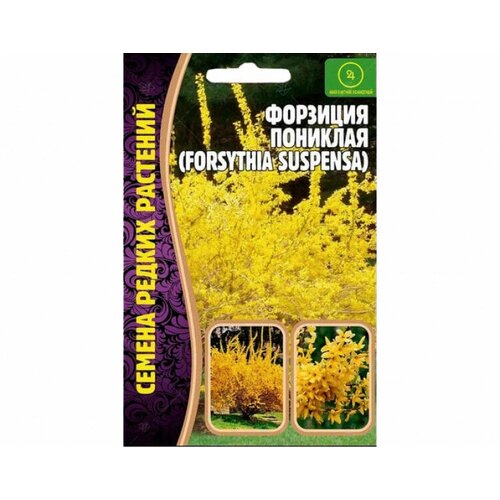  210    (forsythia suspensa) (20 )