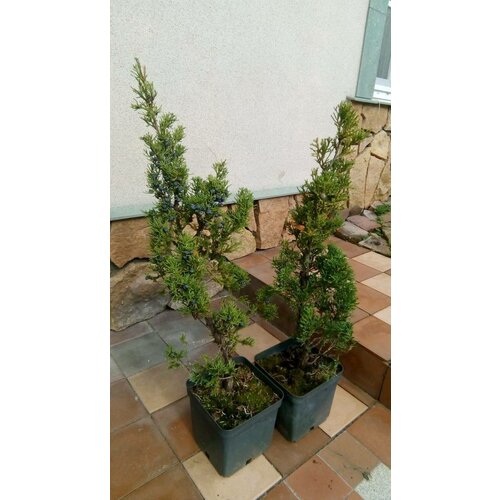 купить 4490р Саженец живое растение Можжевельник китайский Робуста Грин Juniperus chinensis «Robusta Green»