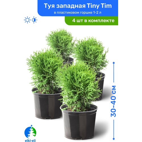 купить 10980р Туя западная Tiny Tim (Тини Тим) 30-40 см в пластиковом горшке 1-2 л, саженец, хвойное живое растение, комплект из 4 шт