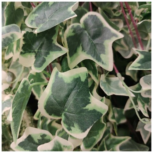 ������ 931� Nobilis Marco Plants ���� ������������� L100