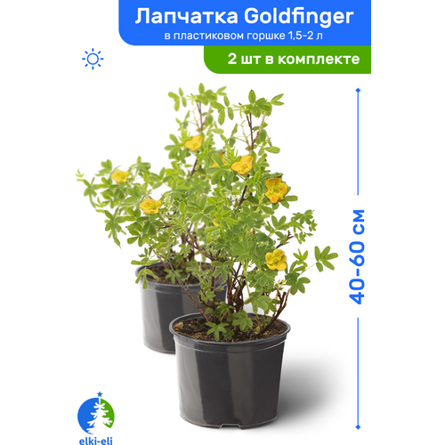 купить 3323р Лапчатка Goldfinger (Голдфингер) 40-60 см в пластиковом горшке 1,5-2 л, саженец, лиственное живое растение, комплект из 2 шт