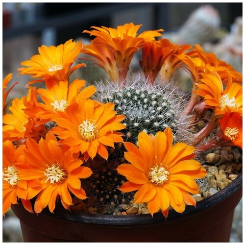  350     Rebutia flavistyla FR-756 10 .