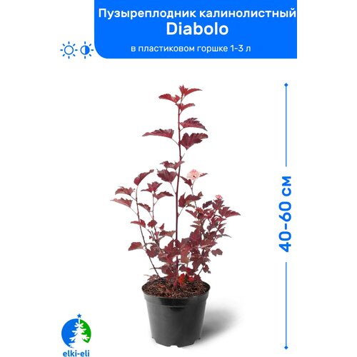 купить 895р Пузыреплодник калинолистный Diabolo (Дьяболо) 40-60 см в пластиковом горшке 1-3 л, саженец, лиственное живое растение