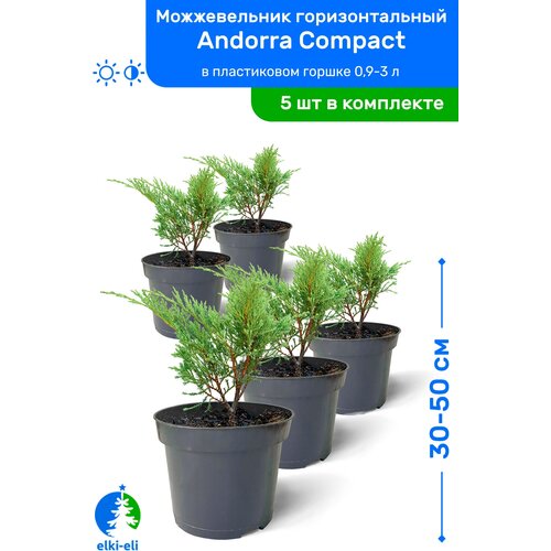 купить 9750р Можжевельник горизонтальный Andorra Compact (Андорра Компакт) 30-50 см в пластиковом горшке 0,9-3 л, саженец, хвойное живое растение, комплект из 5 шт