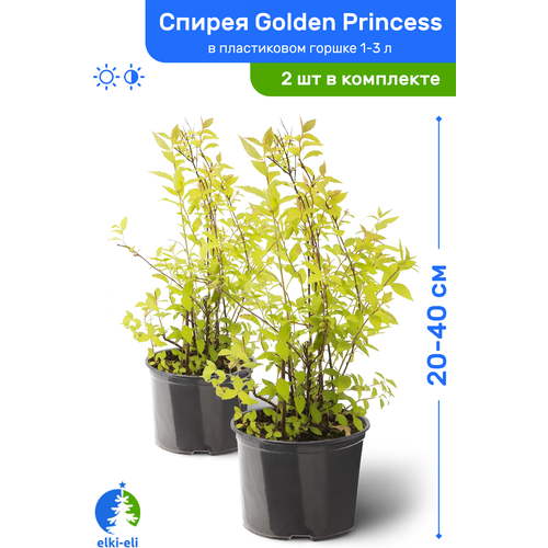 купить 2390р Спирея японская Golden Princess (Голден Принцесс) 20-40 см в пластиковом горшке 1-3 л, саженец, лиственное живое растение, комплект из 2 шт