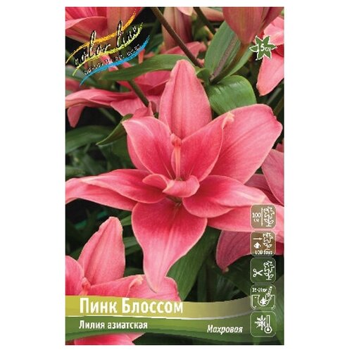 купить 251р Лилия азиатский гибрид Pink Blossom (1 шт.)