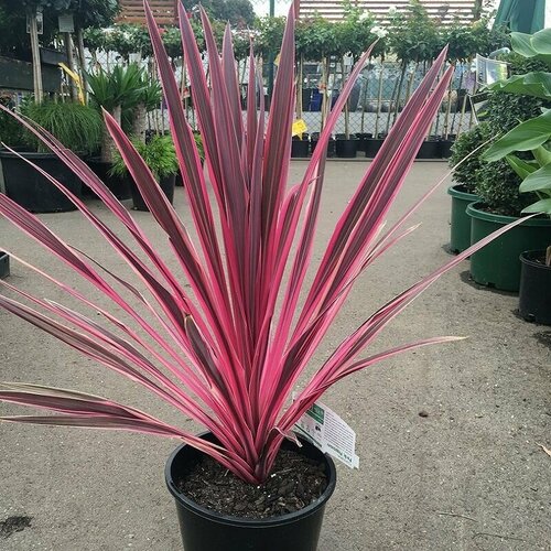  391   (Cordyline AUSTRALIS), 