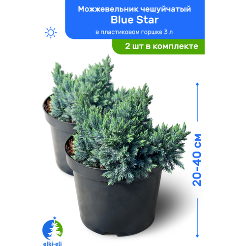 купить 5100р Можжевельник чешуйчатый Blue Star (Блю Стар) 20-40 см в пластиковом горшке 3 л, саженец, хвойное живое растение, комплект из 2 шт