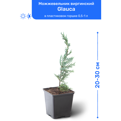купить 1295р Можжевельник виргинский Glauca 20-30 см в пластиковом горшке 0,5-1 л, саженец, хвойное живое растение