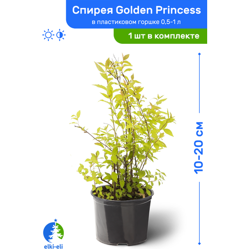 купить 975р Спирея японская Golden Princess (Голден Принцесс) 10-20 см в пластиковом горшке 0,5-1 л, саженец, лиственное живое растение