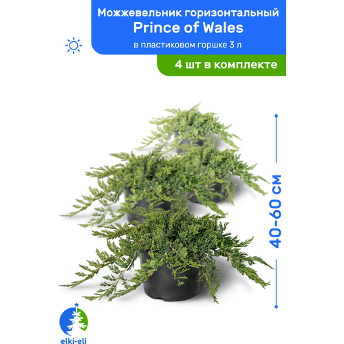 купить 9400р Можжевельник горизонтальный Prince of Wales (Принц Уэльский) 40-60 см в пластиковом горшке 3 л, саженец, живое хвойное растение, комплект из 4 шт