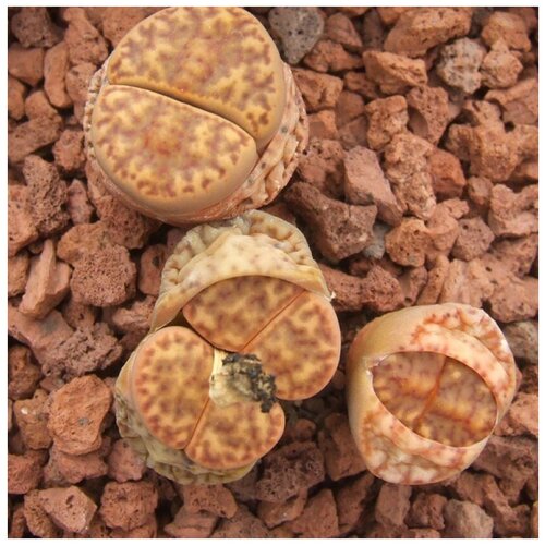      Lithops Bromfieldii C 279 10 .,  350 