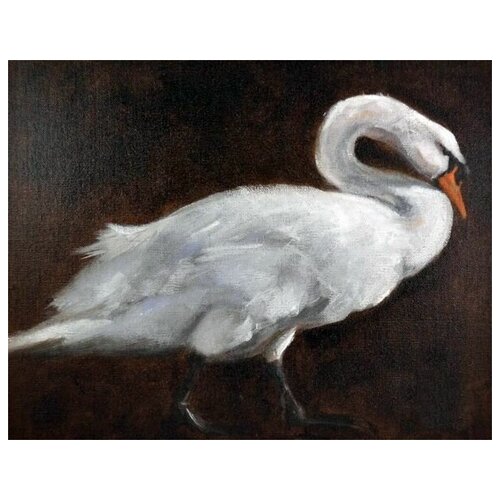  2370     (Swan) 3 64. x 50.