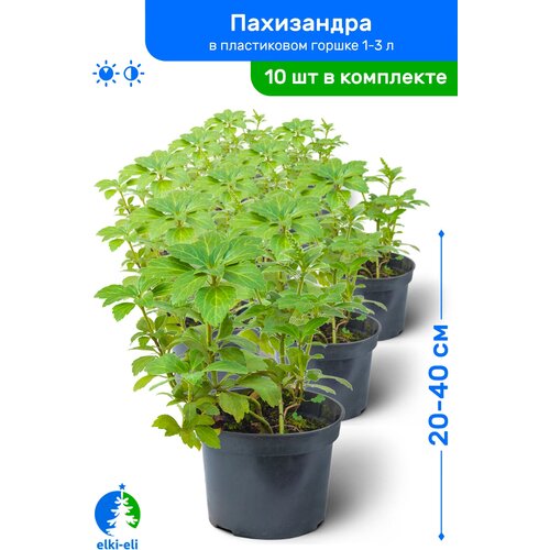 купить 4950р Пахизандра 20-40 см в пластиковом горшке 1-3 л, саженец, лиственное живое растение, комплект из 10 шт