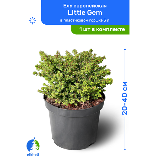 купить 2450р Ель европейская Little Gem (Литтл Джем) 20-40 см в пластиковом горшке 3 л, саженец, хвойное живое растение