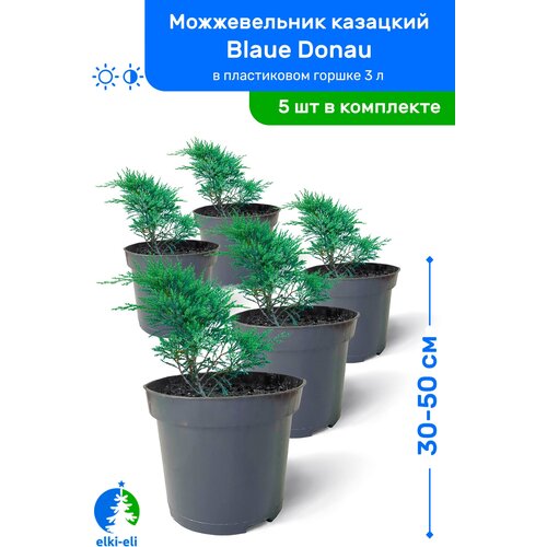купить 9750р Можжевельник казацкий Blaue Donau (Блю Донау) 30-50 см в пластиковом горшке 0,9-3 л, саженец, хвойное живое растение, комплект из 5 шт