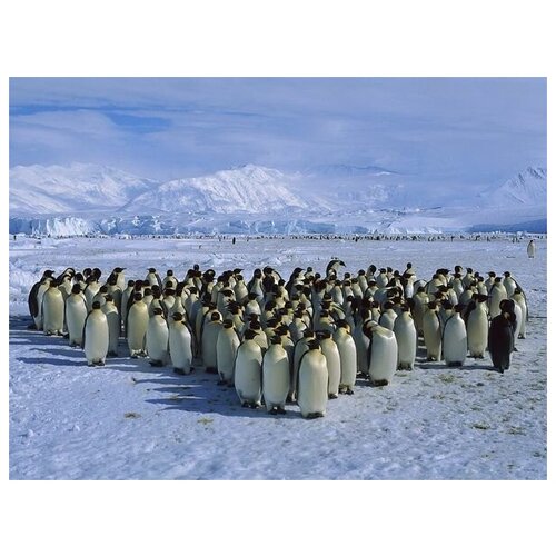  2470      (Emperor penguins) 3 67. x 50.
