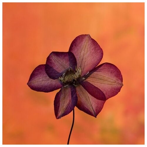  2570         (Burgundy flower on orange background) 60. x 60.