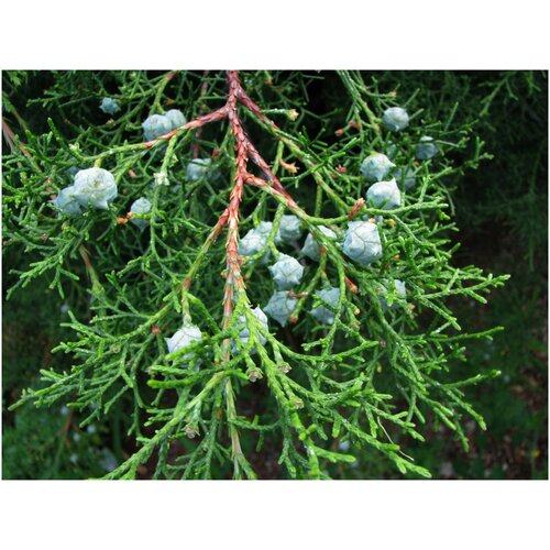  380   -   (. Cupressus lusitanica)  50