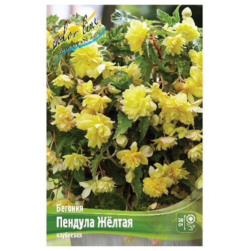  249  Pendula Yellow (1 .)