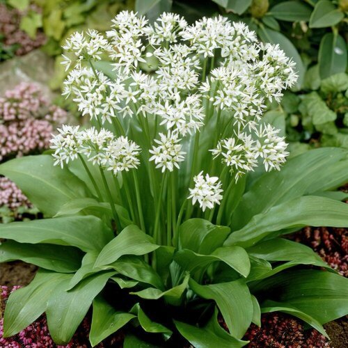  330  -  (. Allium ursinum)  35