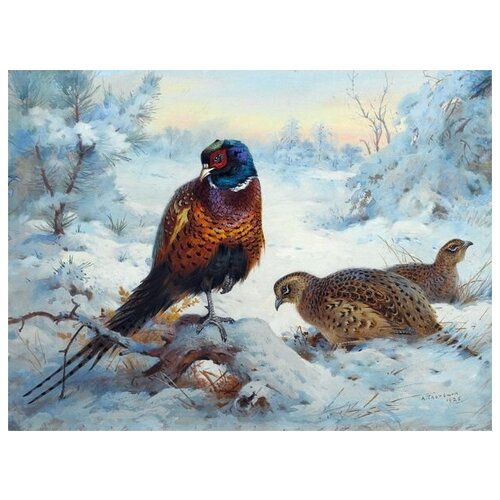  2470     (Pheasant) 4 67. x 50.