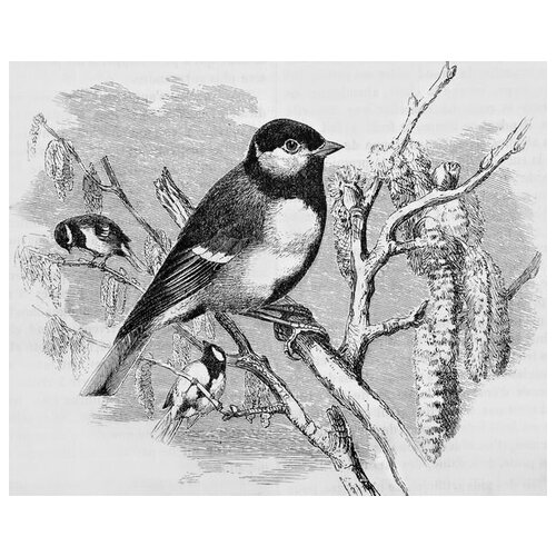  1700       (Bird on a branch) 2 49. x 40.