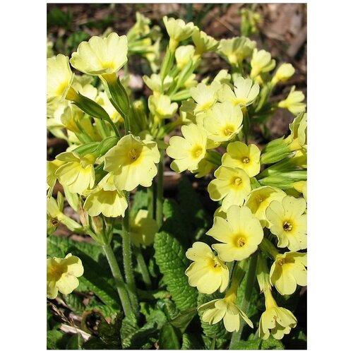  342    ()  / Primula elatior, 20 