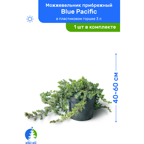 купить 2750р Можжевельник прибрежный Blue Pacific (Блю Пацифик) 40-60 см в пластиковом горшке 3 л, саженец, хвойное живое растение