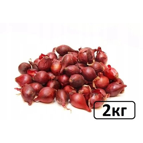 купить Семена лук-севок Ред Барон 2 кг, цена 565 рубл