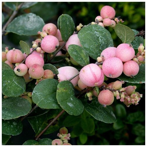  420  (. Symphoricarpos)  20