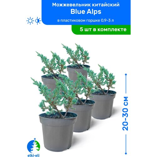 купить 5475р Можжевельник китайский Blue Alps (Блю Альпс) 20-30 см в пластиковом горшке 0,9-3 л, саженец, хвойное живое растение, комплект из 5 шт