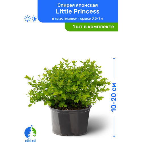 купить 975р Спирея японская Little Princess (Литтл Принцесс) 10-20 см в пластиковом горшке 0,5-1 л, саженец, лиственное живое растение