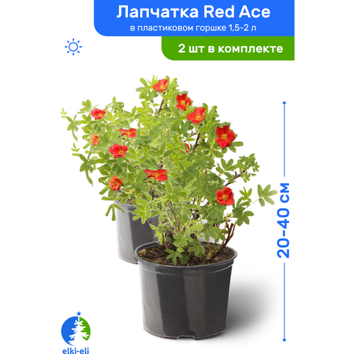купить 2780р Лапчатка Red Ace (Рэд Айс) 20-40 см в пластиковом горшке 1,5-2 л, саженец, лиственное живое растение, комплект из 2 шт
