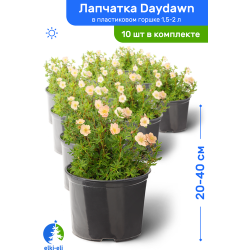 купить 9718р Лапчатка Daydawn (Дэйдаун) 20-40 см в пластиковом горшке 1,5-2 л, саженец, лиственное живое растение, комплект из 10 шт