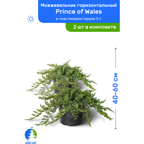 купить 4500р Можжевельник горизонтальный Prince of Wales (Принц Уэльский) 40-60 см в пластиковом горшке 3 л, саженец, живое хвойное растение, комплект из 2 шт