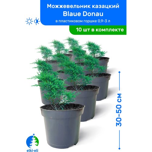 купить Можжевельник казацкий Blaue Donau (Блю Донау) 30-50 см в пластиковом горшке 0,9-3 л, саженец, хвойное живое растение, комплект из 10 шт, цена 17500 рубл