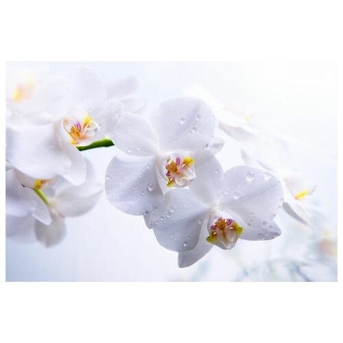  1340      (White orchids) 1 45. x 30.