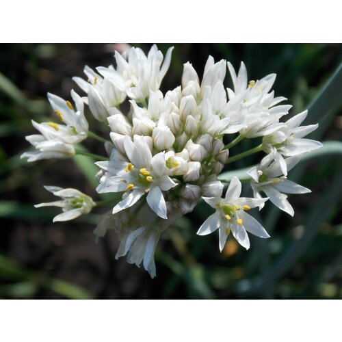  345   -  (. Allium ramosum)  30