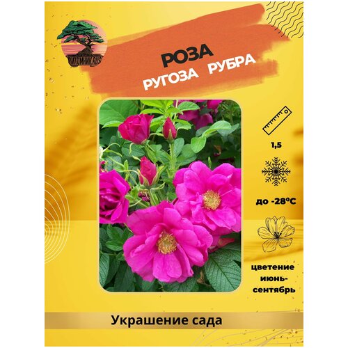 ������ 1086� ���� ����������� Rubra, �������, �3 (3 �����), ��� - ���������� ����������
