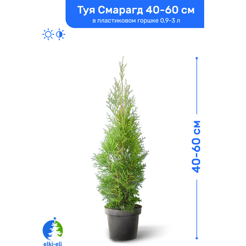купить Туя западная Смарагд 40-60 см в пластиковом горшке 0,9-3 л, саженец, хвойное живое растение, цена 1249 рубл