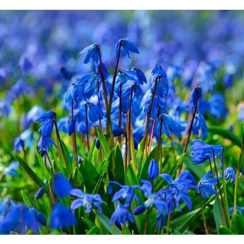 купить 1500р Луковицы подснежников Сцилла ( Пролеска ) цвет голубой 20 шт, цветы подснежники, первоцветы