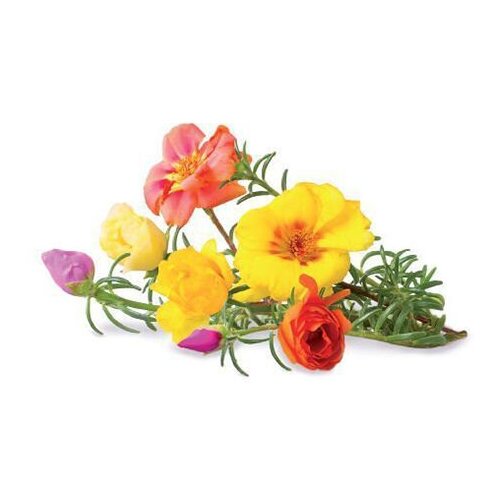  2690 Click And Grow   Click And Grow Moss Rose 3 .    Click And Grow  